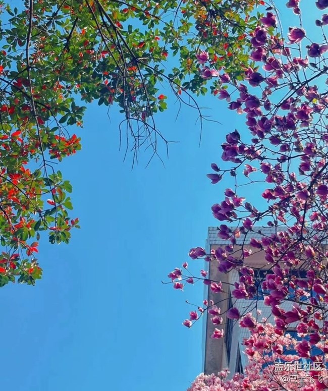 【Note手機(jī)里的初春】花開茂盛