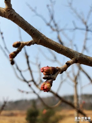 【早春映像】+植物萌芽季