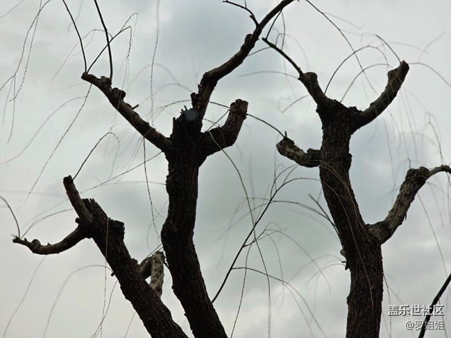 #二月春將半——發(fā)芽