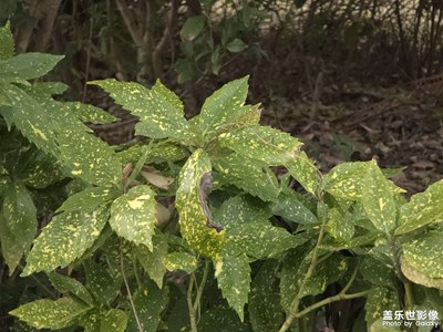 【早春映像】+ 早春