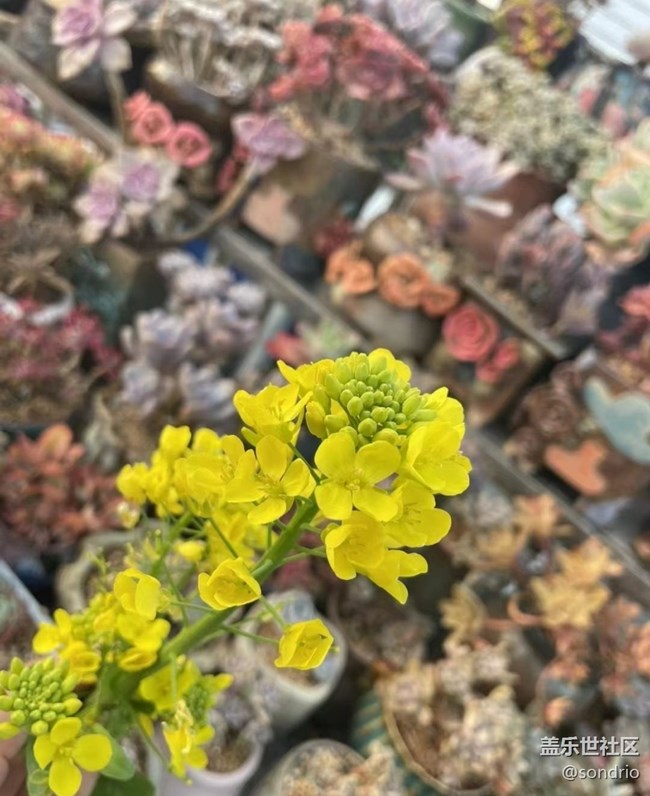 【Note手機(jī)里的初春】花兒開(kāi)