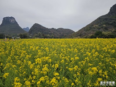 【早春映像】記憶的花海