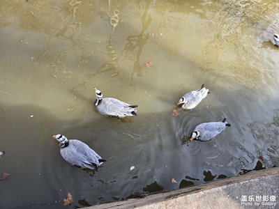 【早春映像】+春江水暖鴨先知