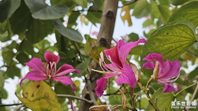 【早春映像】春日有花開(kāi)