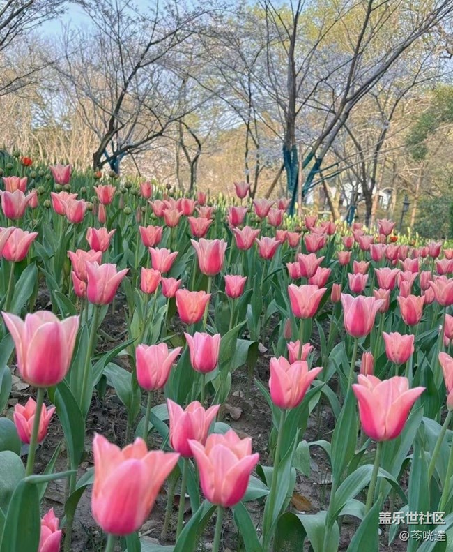 【Note手機(jī)里的初春】郁金香