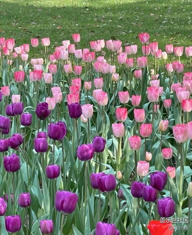 【Note手機(jī)里的初春】郁金香