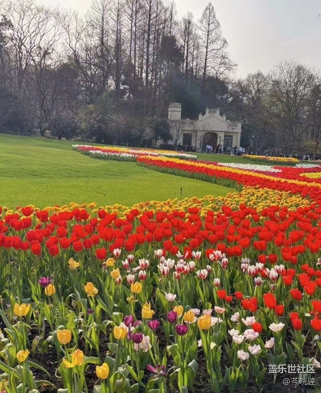 【Note手機(jī)里的初春】郁金香