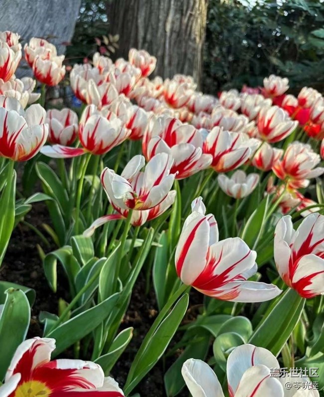 【Note手機(jī)里的初春】郁金香