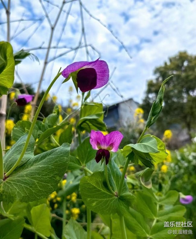 【Note手機里的初春】春暖百花開