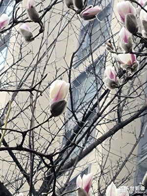 【早春映像】+玉蘭花開