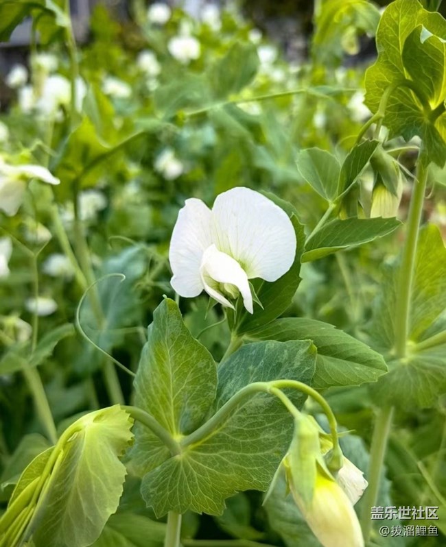 【Note手機里的初春】春暖百花開