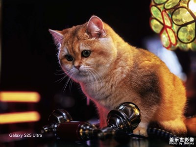 人像模式下的蛋卷