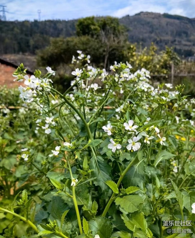【Note手機里的初春】春暖百花開