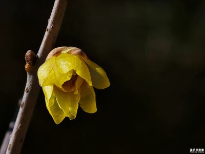 【早春映像】臘梅開