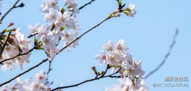 【Note手機(jī)里的初春】賞春正當(dāng)時(shí)