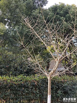 【早春映像】春日影