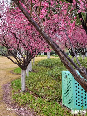 【早春映像】不是那么明媚的公園