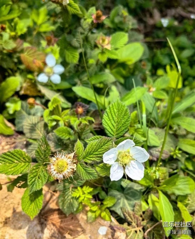 【Note手機里的初春】春暖百花開