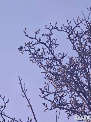 【早春映像】+一天之間長出花骨朵