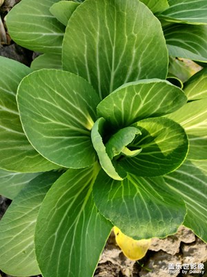 【早春映像】+菜地