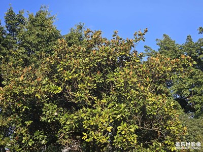 【早春映像】+春日所見