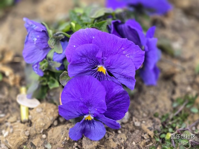 #二月春將半——花開