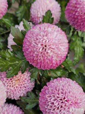 【早春映像】春之序章