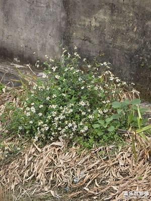 【早春映像】早春