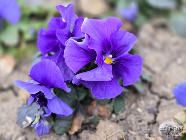 #二月春將半——花開