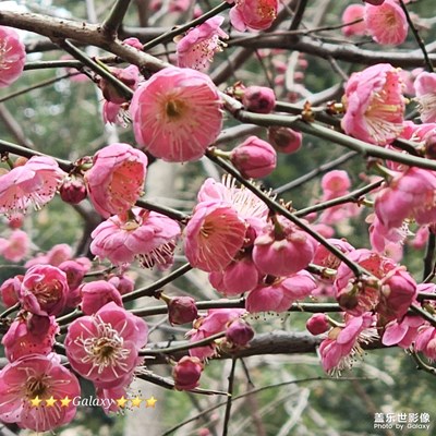 【早春映像】+江南梅香