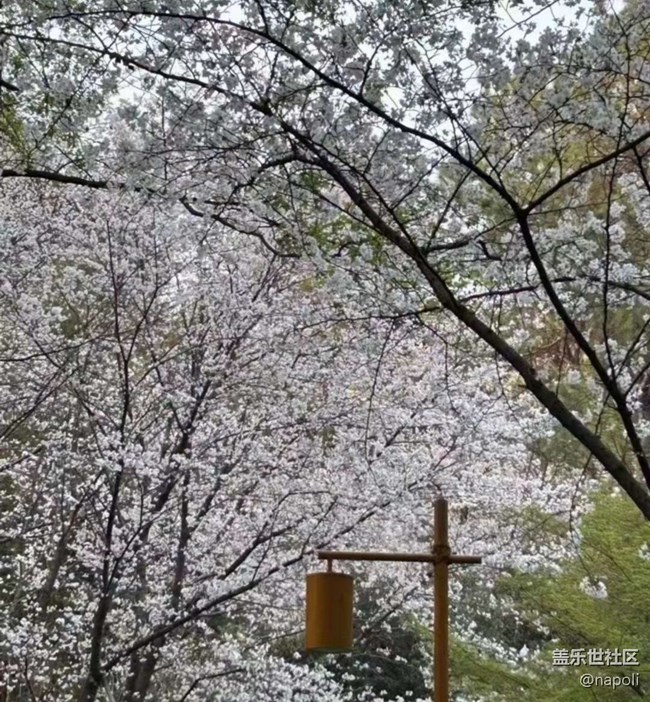 【Note手機里的初春】賞花季