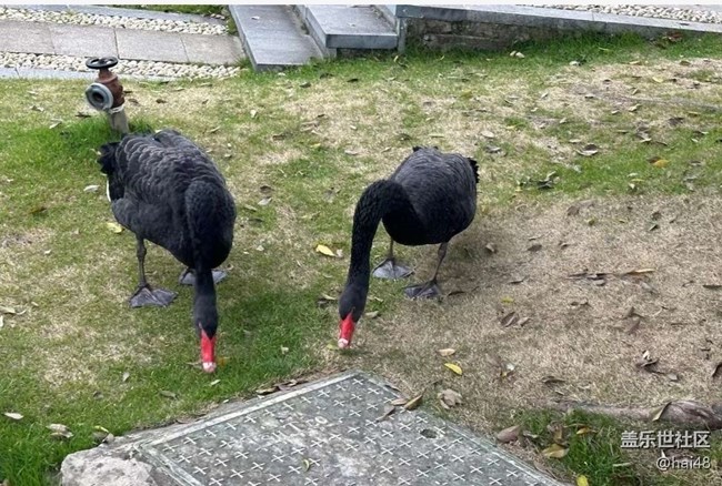 【Galaxy影像】#尋年味+春雨