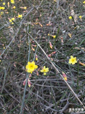 【早春映像】+ 乍暖還寒