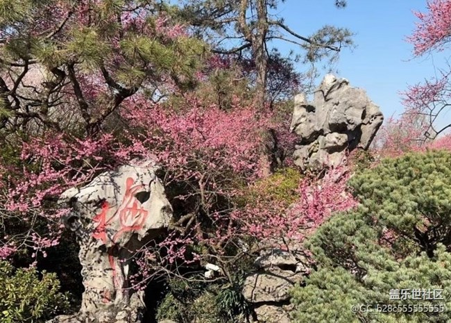 【Note手機(jī)里的初春】櫻花朵朵開