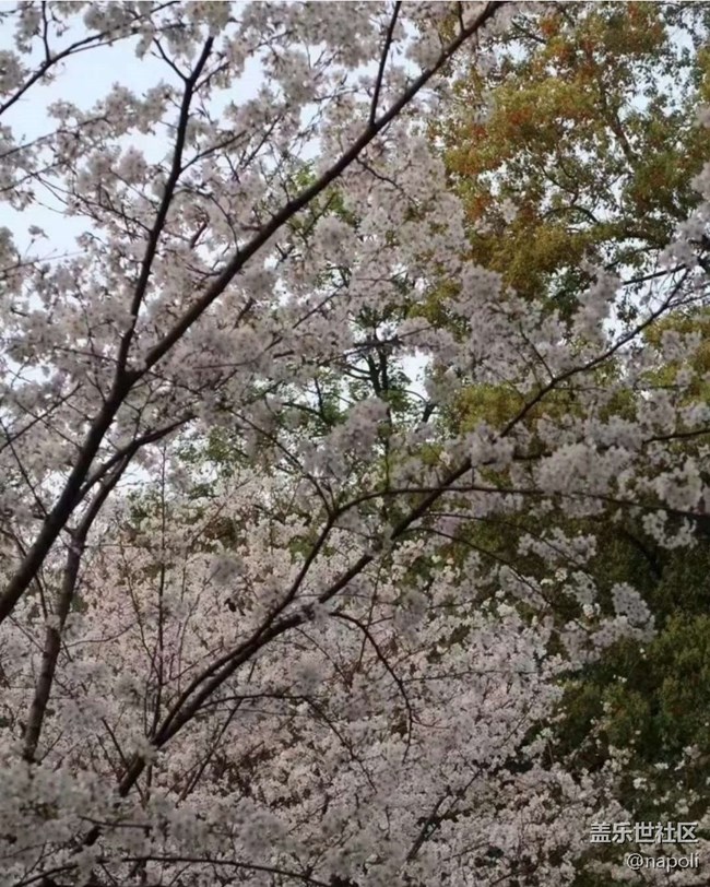 【Note手機里的初春】賞花季