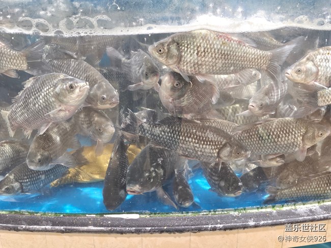 【幸福時(shí)光】買魚