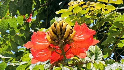 【早春映像】火焰木