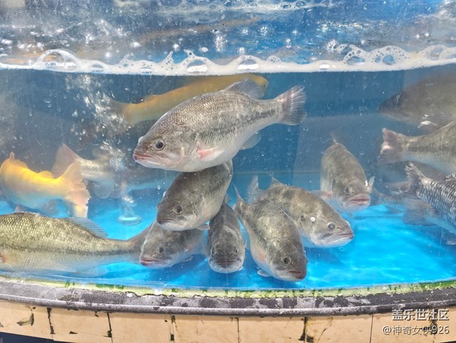 【幸福時(shí)光】買魚
