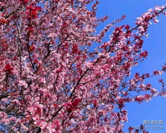 【Note手機里的初春】滿園桃花