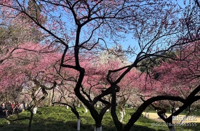 【Note手機(jī)里的初春】櫻花朵朵開