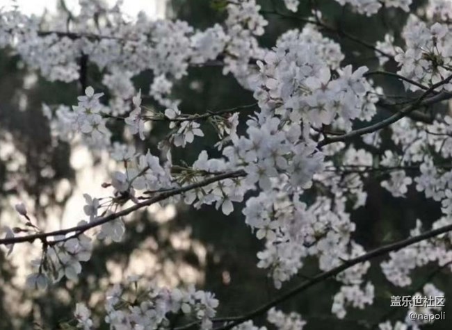 【Note手機里的初春】賞花季