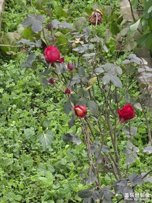 【早春映像】+鄉(xiāng)下的春天