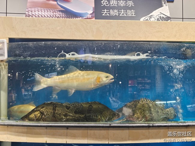 【幸福時(shí)光】買魚