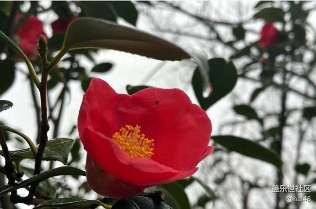 【Galaxy影像】#尋年味+春雨