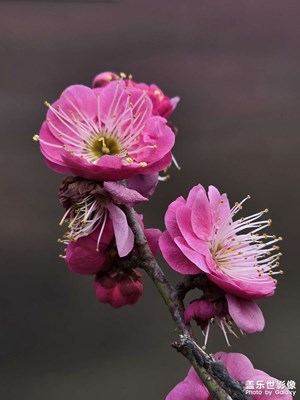 【早春映像】+喜上梅梢