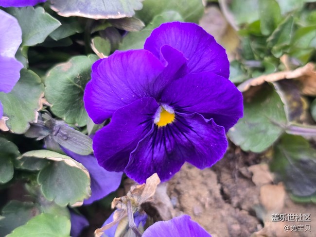 #二月春將半——花開