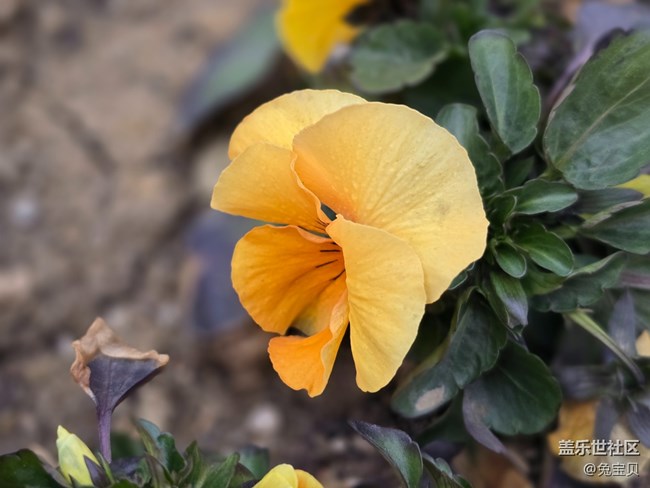 #二月春將半——花開