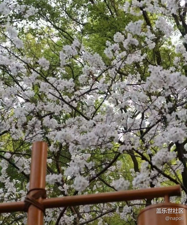 【Note手機里的初春】賞花季