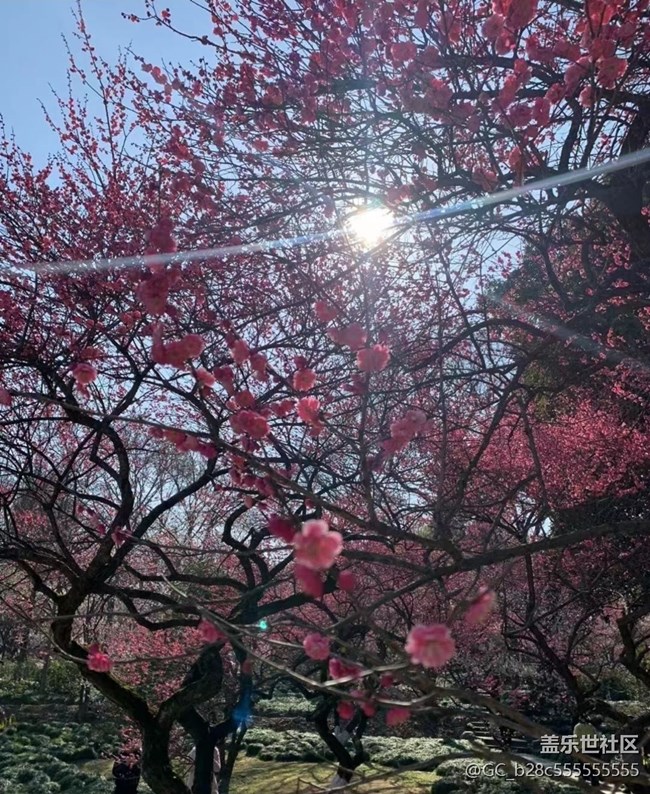 【Note手機(jī)里的初春】櫻花朵朵開