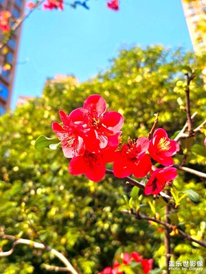 【煦色韶光】早春正靚